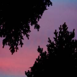 Oaks Of Bethel : Pillars of Cowardice I